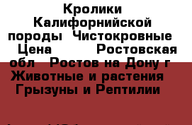 Кролики Калифорнийской породы (Чистокровные) › Цена ­ 200 - Ростовская обл., Ростов-на-Дону г. Животные и растения » Грызуны и Рептилии   